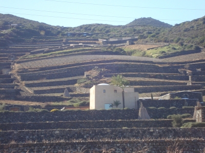 Cantina Donna Fugata: vista terrazzamento